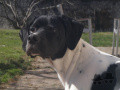 Pedigree GIBBS DES TUCS LANDAIS Pedigree GIBBS DES TUCS LANDAIS
